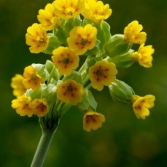 MACRIMA - Schlüsselblume (TPC Bouquet of Flowers)