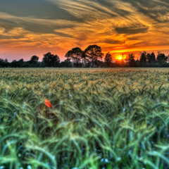 Ju & Flausen - Frühsommer