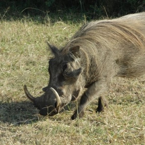 Stream What Do Warthogs Eat For Breakfast by Waugh's Words | Listen