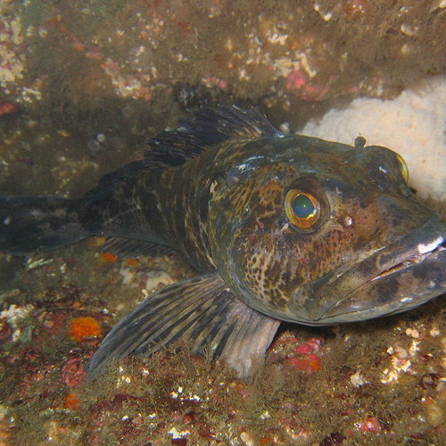 Vancouver Aquarium's Ling Cod Egg Mass Survey 2014