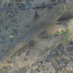 Franz Schubert: Die Forelle