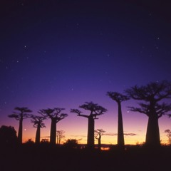 nights of madagascar