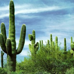 Les cactus - Lolo & Seb