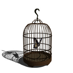 Butterfly In A Cage