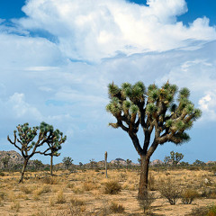 Pangea @ Mojave Desert