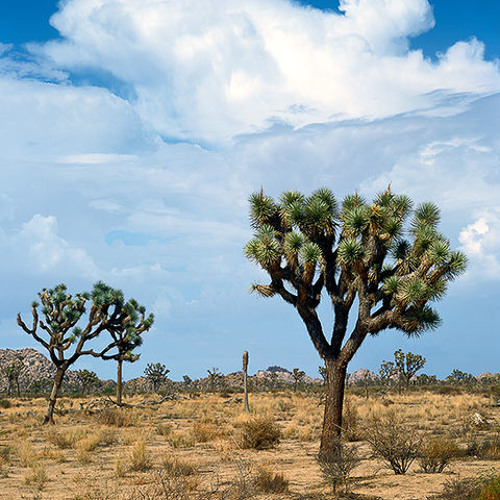 Pangea @ Mojave Desert