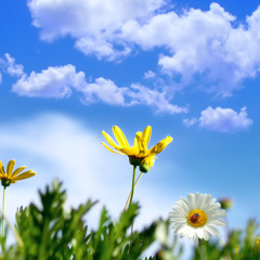 Into Spring by Travis Plantico