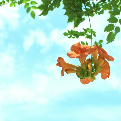 Stream のうぜんかつら 安藤裕子 By 白瀬 百草 Mogusa Listen Online For Free On Soundcloud