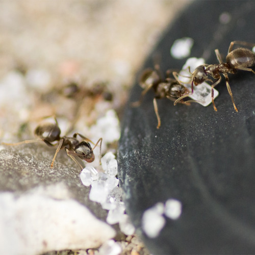 Ants Eating Sugar (contact mics)