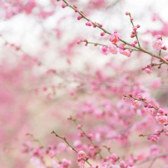 آيات من سورة يوسف