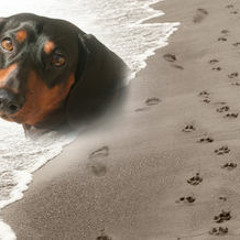 Gone Too Soon (Baxters Song)