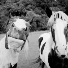 i love horses @  Gotec Club 29.03.14