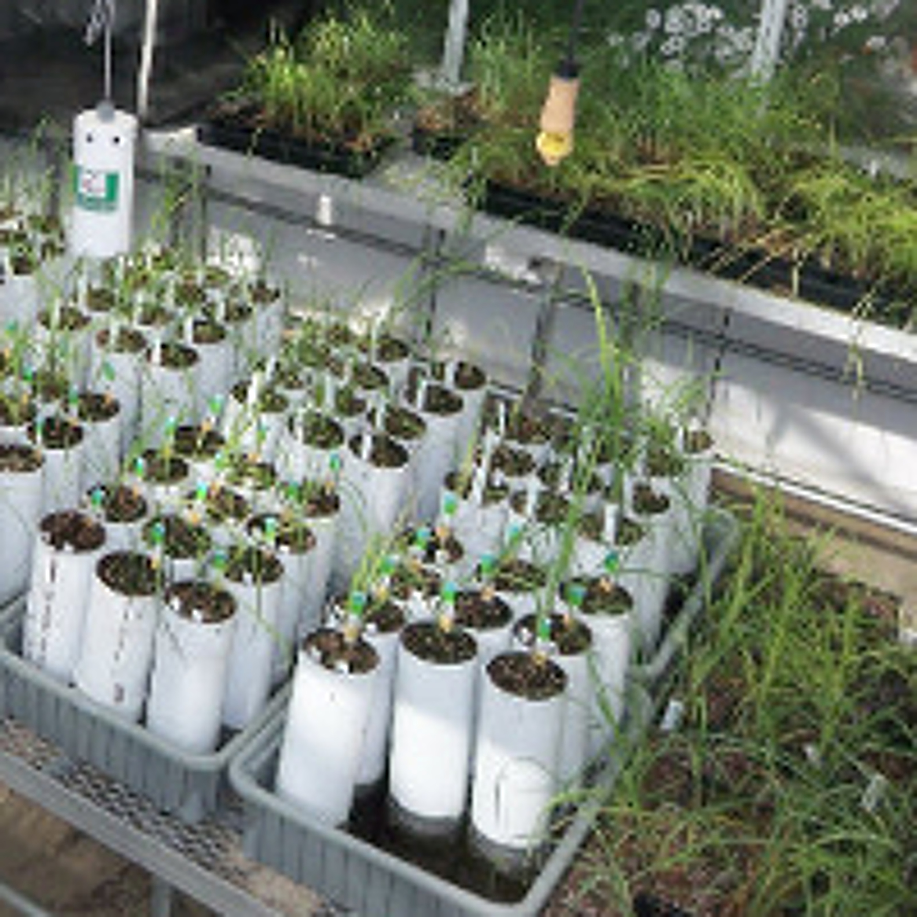 FE : Cynthia Chang talks with Alan Knapp on Competition between genotypes of a dominant grass