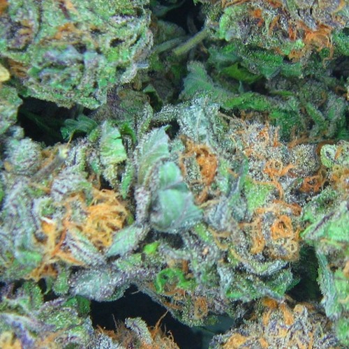GRIZZSTEP & INSPEKTABLAKK - GREEN [BADNÜGZ EXCLUSIVE]