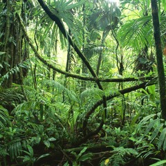 SELVA COSTA RICA