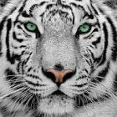 Eye of the tiger - Survivor