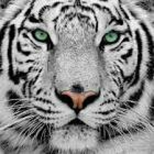 Eye of the tiger - Survivor