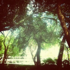 Amongst The Trees