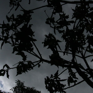 Okapi Guitars - English Scar (2009)