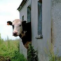 Bullock in the Shed- Rage Against The Machine Cover