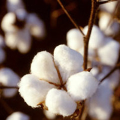 Cotton - Ahlam - Folk - نورت ياقطن النيل - أحلام - المصرية
