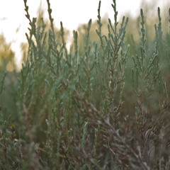 Eyes Of A Million Suns