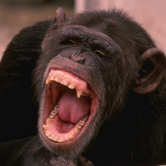 VIVIRE RIENDO - AMDUSIAS.cfg (EX-STVNBRO) FT A-ES