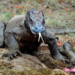 00. KOLDI X KLUCHU X WARAN Z KOMODO [PROD. @ALEXDAGREAT]