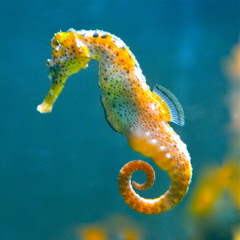Water World