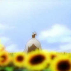 Sunflowers向日葵