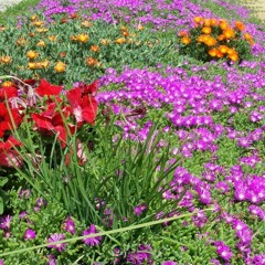 Tattoed on my mind (acapella)