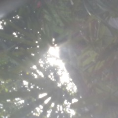 Jantung hati - Lyla (cover)