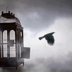 Freedom