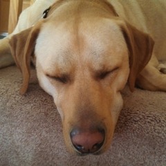 Let it Go - Sung by two talented & silly girls