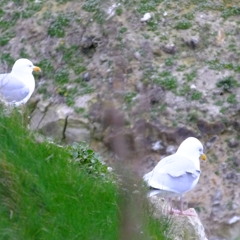 Mouettes d'Etretat en conférence Avril 2014