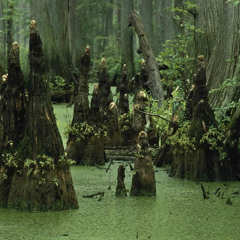 Mushiman - Swamp Creatures 150bpm (Preview snippet)