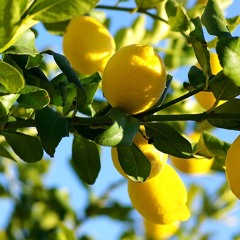 The Throwaways 2 | Lemon Trees | Raisi K.