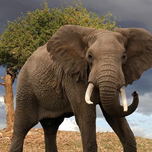 History Of Elephant
