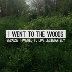 I Went To The Woods