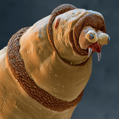 Larva