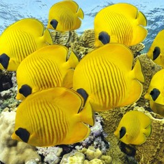 DJ RHUY Dubstep Bass ♫ Swedish Melody FL Studio Pro 1