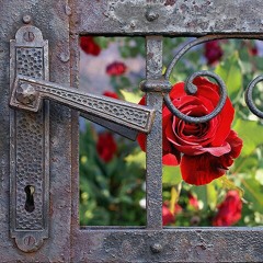 اعتبره قلب وراااااح...سميه