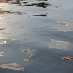 Lilies Of The Field- Milliner's Daughter- Drag Her 'Round The Road