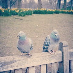 SSRJ - TMAYWMFFTSWTFMRTBI