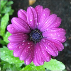 Purple Flower (Grady James mix) Dirtboys 2011