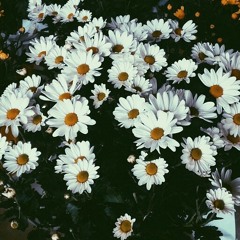 Murat Menteş - Şebnem