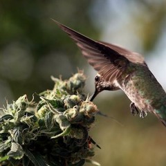 Trocando Batatas (Prod. Erick Trip)