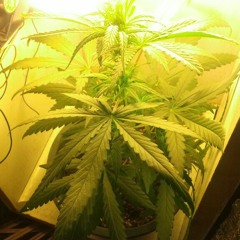 Masta Chris - Have Some Fun