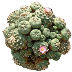 God's Own Prototype (produced by Blackprotocol)