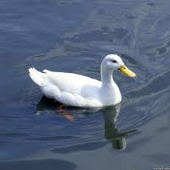 That Real Honkey Shit